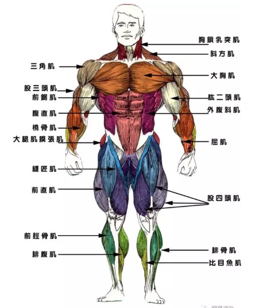 一,正手引体向上:肱二头肌