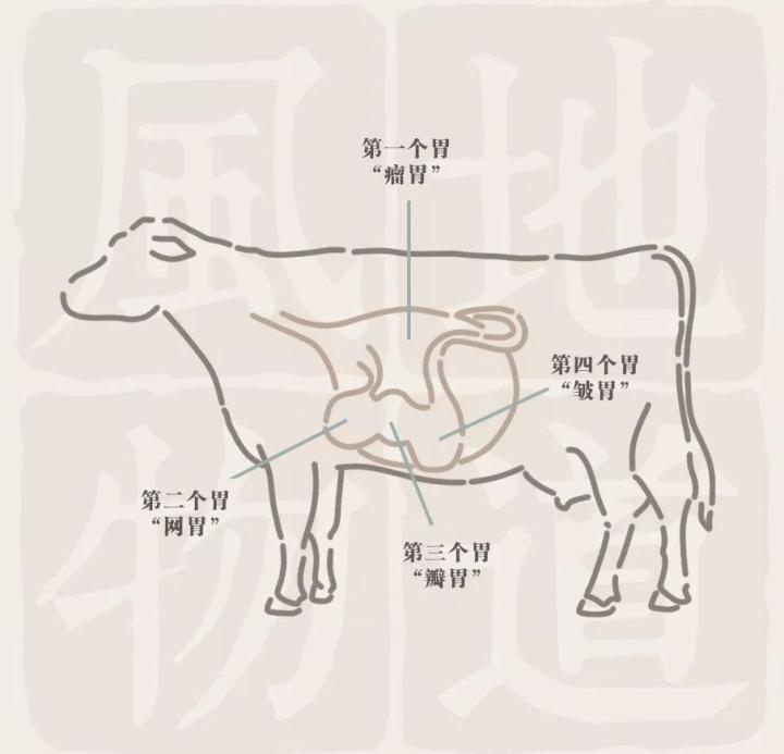 丨风物研究所  ▲ 牛的四个胃不仅满足了自己,还满足了人类.