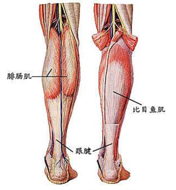 关于比目鱼肌