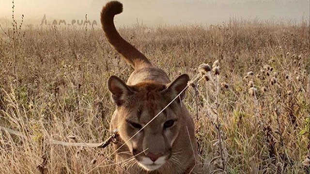 骚操作,俄罗斯夫妇给收养的美洲狮起名梅西