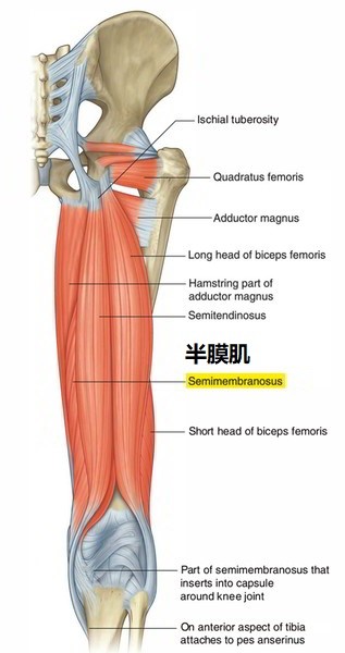 半腱肌肌腱位置图片