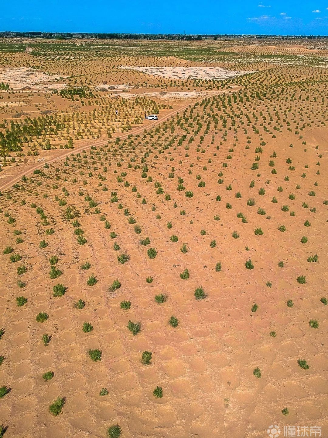但我们仍然要坚持科学种树,哪怕它们只能为减排争取不足10年的短暂