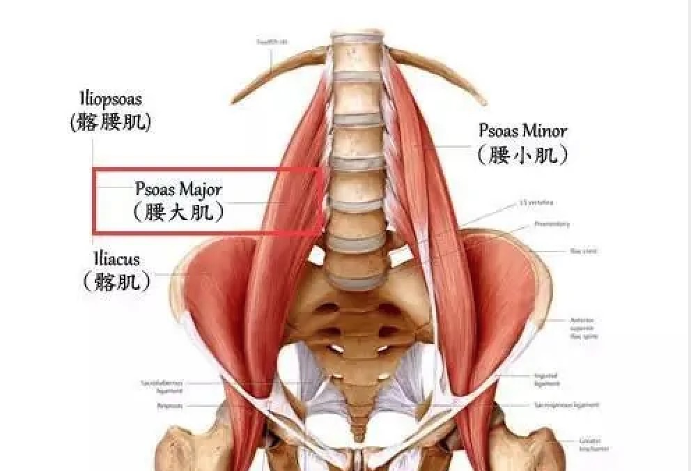 皇马官方:阿扎尔右侧腰大肌受伤