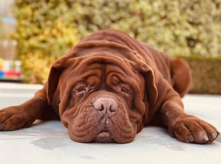 回家看狗了?梅西妻子安东内拉晒出爱犬浩克照片