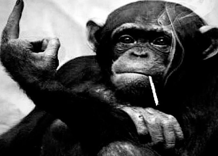 回击种族歧视米兰球员迈尼昂晒猩猩竖中指图