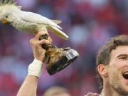 拜仁官方介绍鹦鹉：它是我们的护身符，且总在夺冠时刻出现