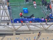 趣味十足，海牛主场对阵泰山的齐鲁德比前现场进行了海狮表演