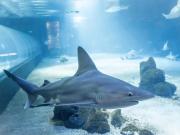 World Sports: Valencia's marine park names one of its sharks Ferran Torres.